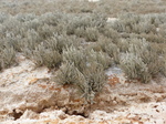 FZ028008 Lichen on church wall.jpg